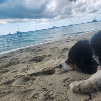 Matanzas River Animal Hospital ico