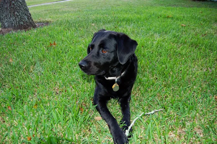 Matanzas River Animal Hospital 12