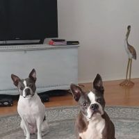 Moses Creek Animal Hospital ico