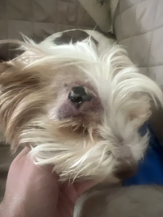 St. Augustine Regional Veterinary Emergency Center 12