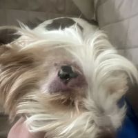 St. Augustine Regional Veterinary Emergency Center ico