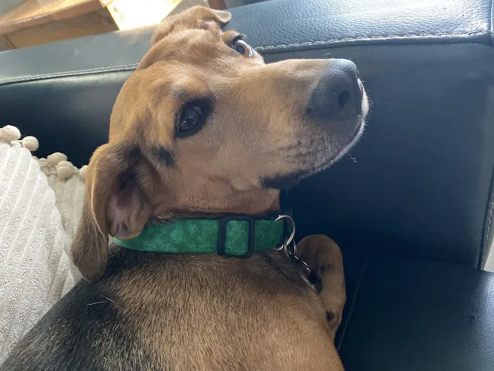 St. Augustine Regional Veterinary Emergency Center 12