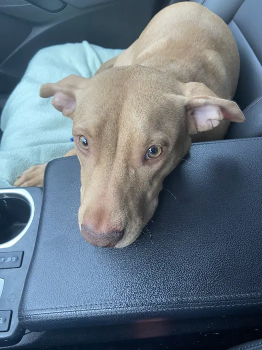 St. Augustine Regional Veterinary Emergency Center 12