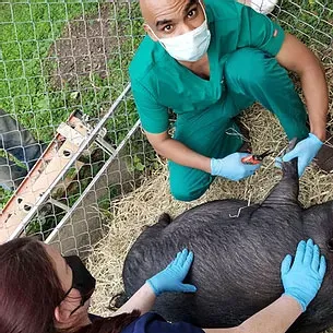 Race Track Animal Hospital 12