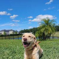 Forever Vets Animal Hospital at Race Track ico