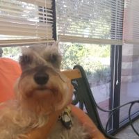 Greenbriar Animal Hospital ico