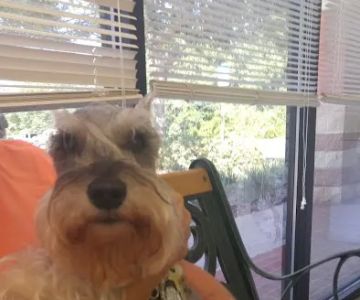 Greenbriar Animal Hospital