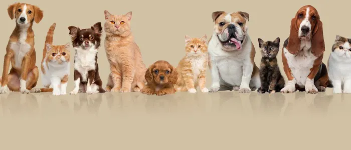 Greenbriar Animal Hospital 12