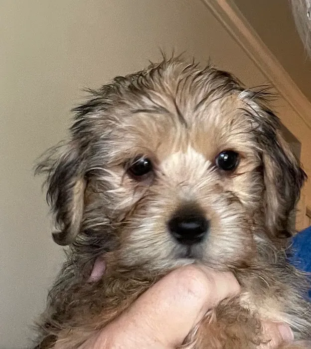 Bartram Park Animal Hospital 5