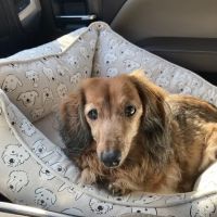 Bartram Park Animal Hospital ico