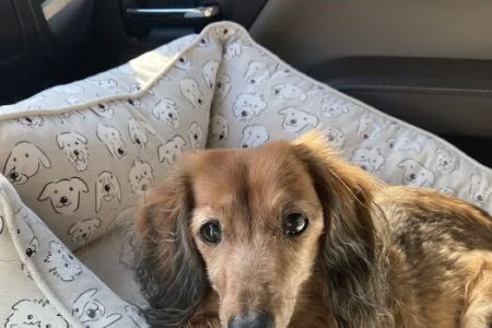 Bartram Park Animal Hospital