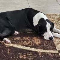 Julington Creek Animal Hospital ico