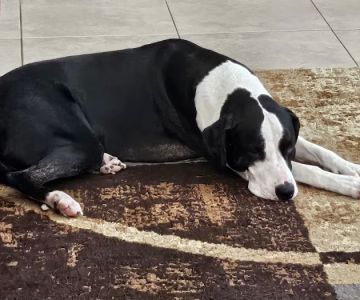 Julington Creek Animal Hospital