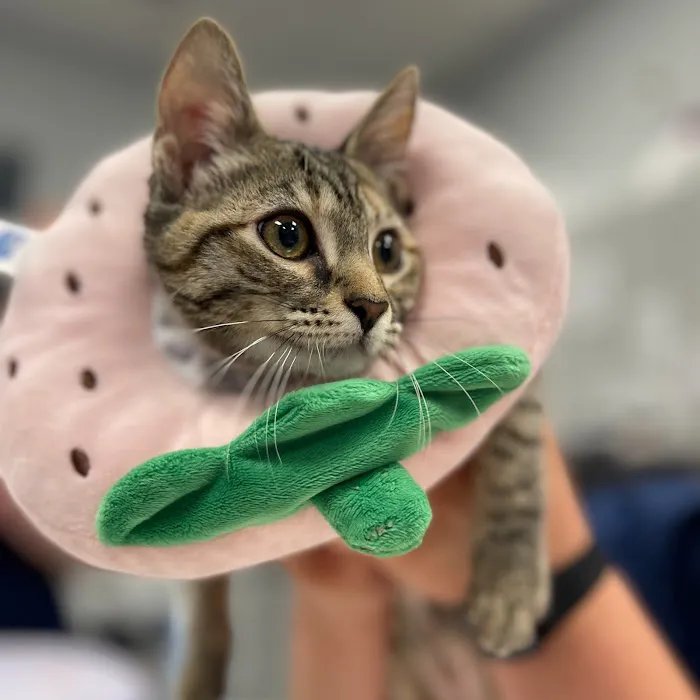 Forever Vets Animal Hospital – Bartram Market 4