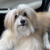 Forever Vets Animal Hospital – Bartram Market ico