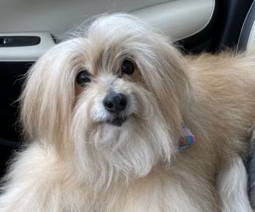 Forever Vets Animal Hospital – Bartram Market