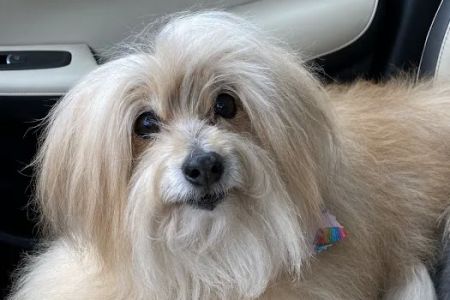 Forever Vets Animal Hospital – Bartram Market