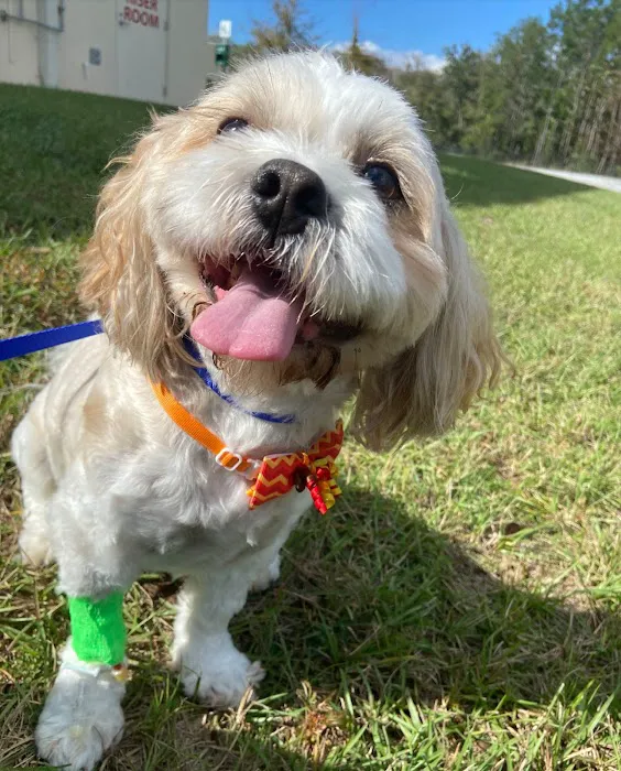 Forever Vets Animal Hospital – Bartram Market 7