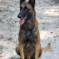 Mayo Town & Country Animal Hospital ico