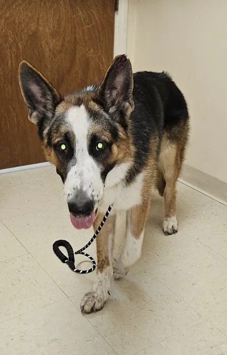 Mayo Town & Country Animal Hospital 12