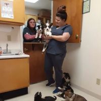 Mayo Town & Country Animal Hsp: Jackson Lindsey D DVM ico