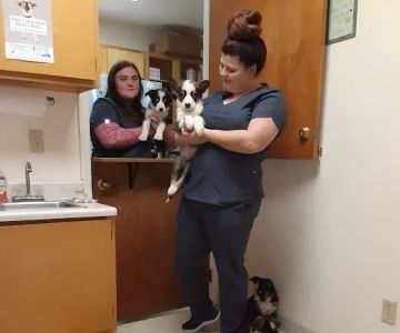 Mayo Town & Country Animal Hsp: Jackson Lindsey D DVM