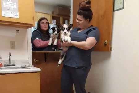 Mayo Town & Country Animal Hsp: Jackson Lindsey D DVM