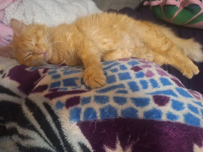 Mayo Town & Country Animal Hsp: Jackson Lindsey D DVM 2