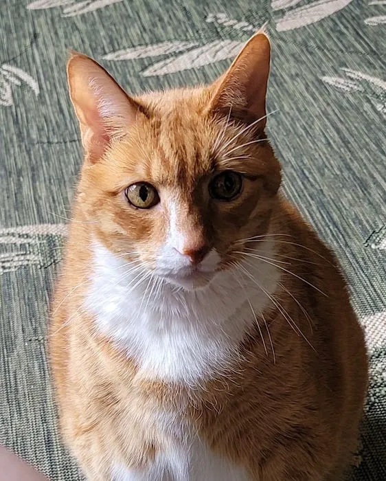 Mayo Town & Country Animal Hsp: Jackson Lindsey D DVM 4