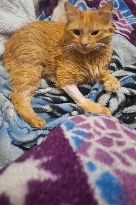 Mayo Town & Country Animal Hsp: Jackson Lindsey D DVM 7
