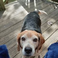 North Roanoke Veterinary Hospital ico