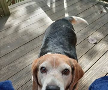 North Roanoke Veterinary Hospital