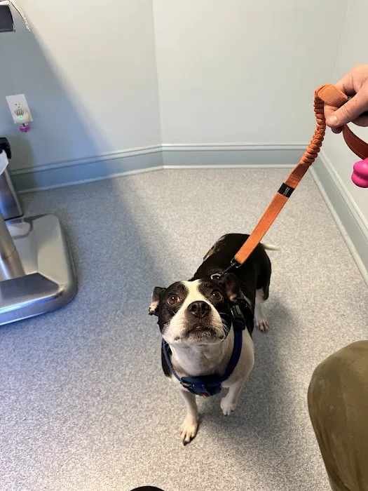 North Roanoke Veterinary Hospital 8