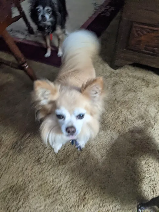 Harris Animal Hospital 2