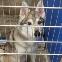 Harris Animal Hospital ico