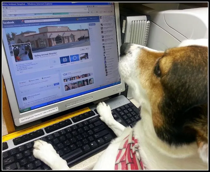 VCA Valley Animal Hospital 2