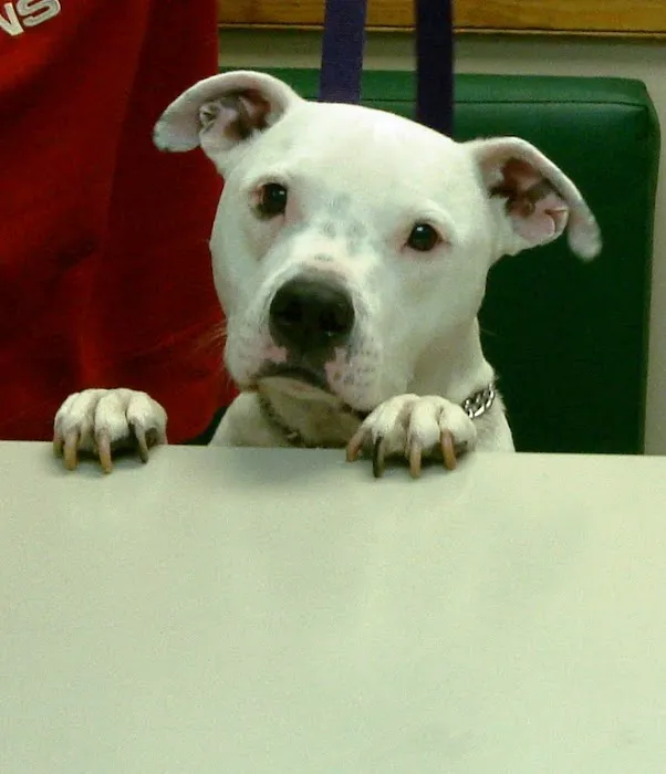 VCA Valley Animal Hospital 4