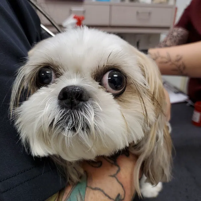 Urgent Care Pet Clinic 12