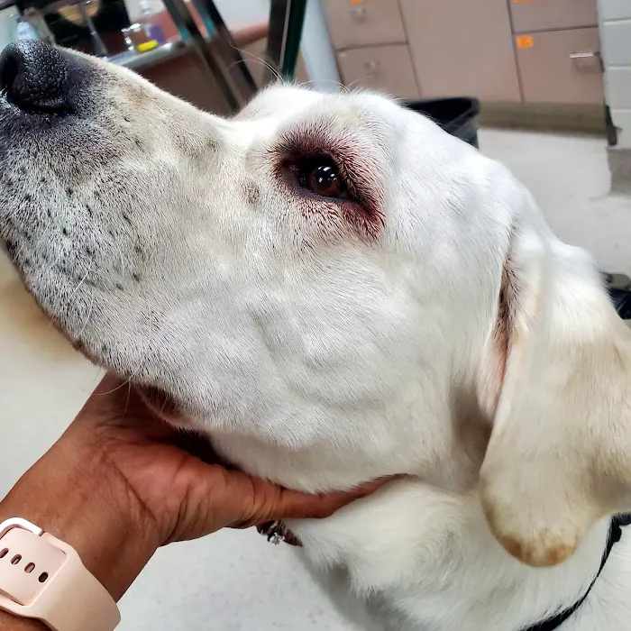 Urgent Care Pet Clinic 12