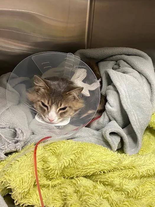 Urgent Care Pet Clinic 12