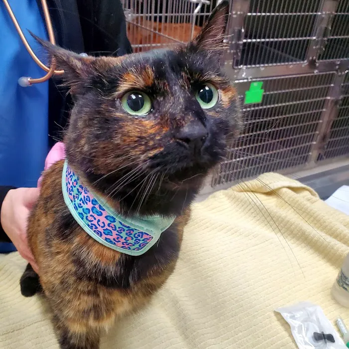 Urgent Care Pet Clinic 12