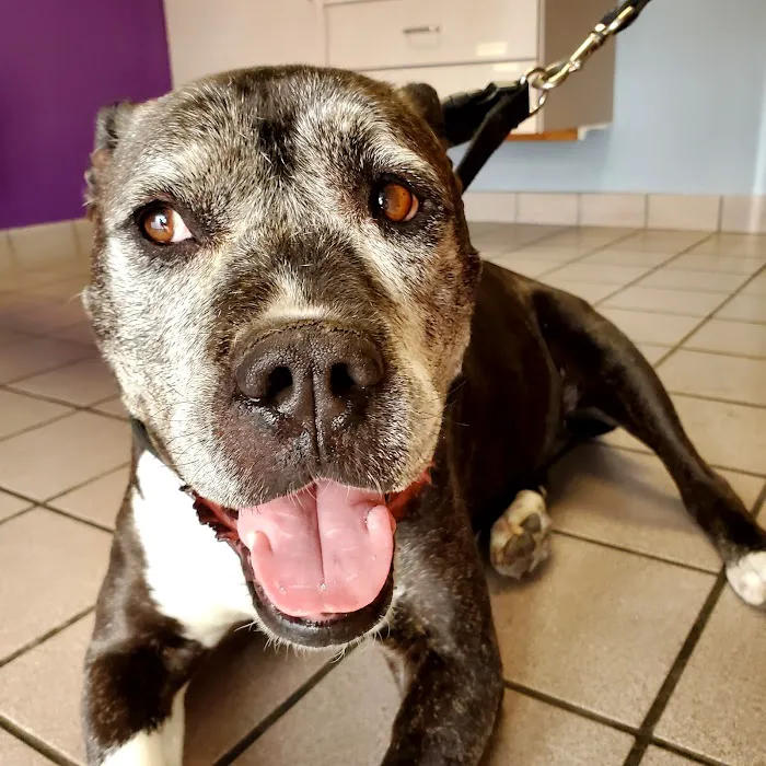 Urgent Care Pet Clinic 12