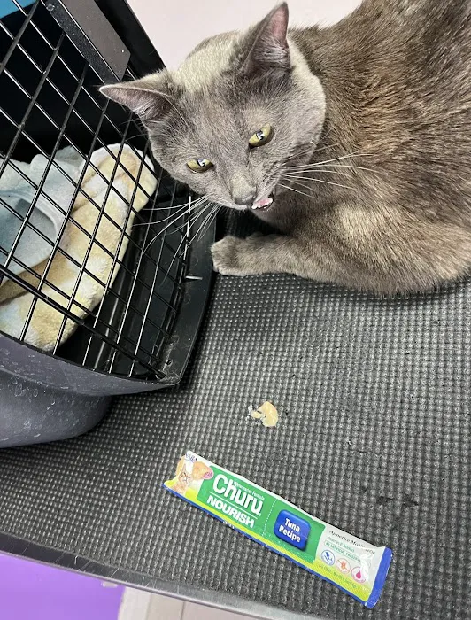 Towne Centre Animal Hospital 9