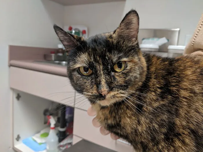 Towne Centre Animal Hospital 1