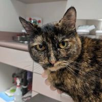 Towne Centre Animal Hospital ico
