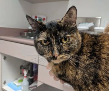 Towne Centre Animal Hospital