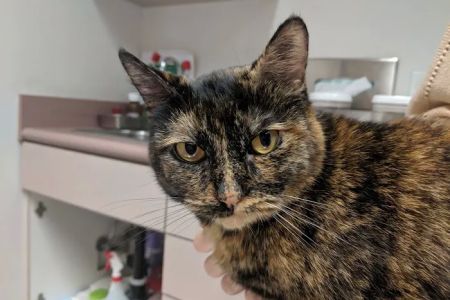 Towne Centre Animal Hospital