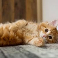 Colony Veterinary Hospital ico