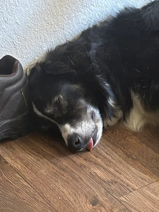 Colony Veterinary Hospital 8