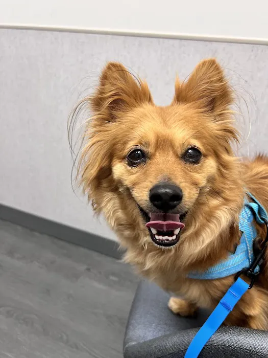 VCA Animal Hospitals Urgent Care - Mira Mesa 1